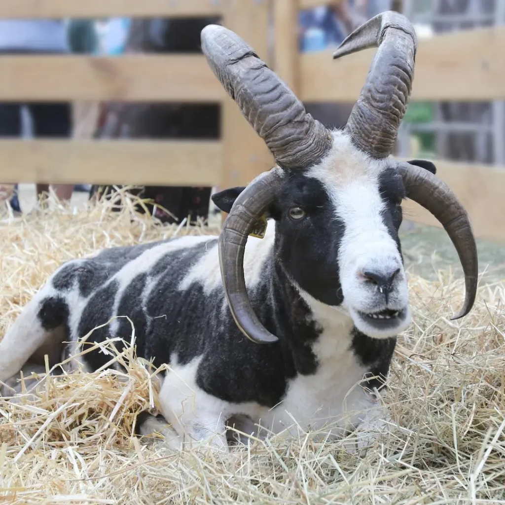 La Petite Ferme des Pin - Sur Mesure Spectacles
