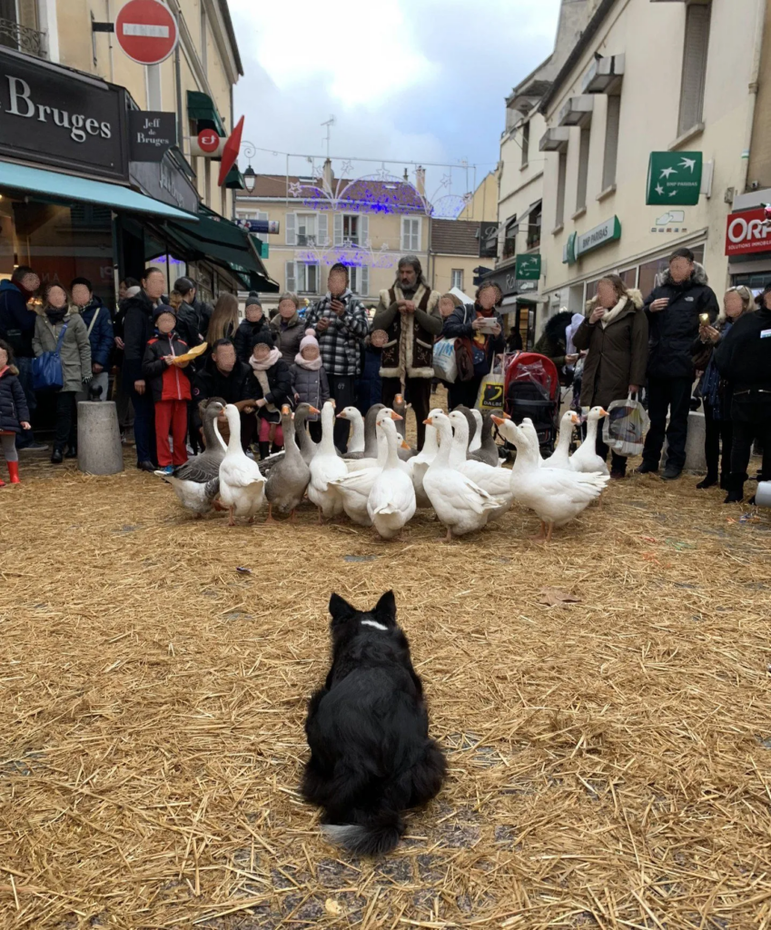 La Petite Ferme des Pin - Sur Mesure Spectacles